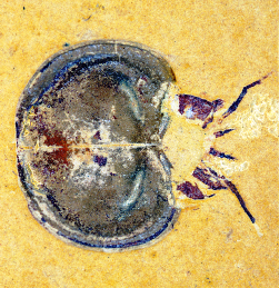 Kunmingella douvillei - a crustacean from the Chengjiang Fauna